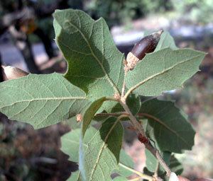 Quercus grisea januccnaueduplantscbio414species20pagesim
