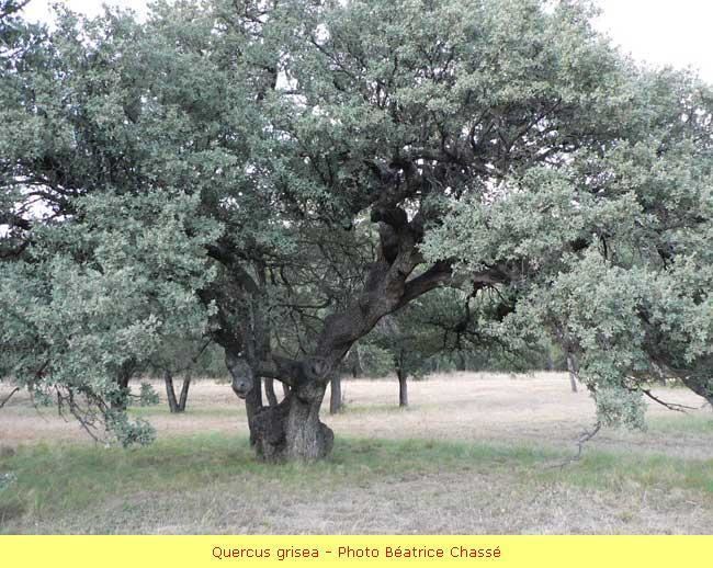 Quercus grisea Quercus grisea