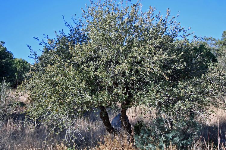Quercus grisea Vascular Plants of the Gila Wilderness Quercus grisea