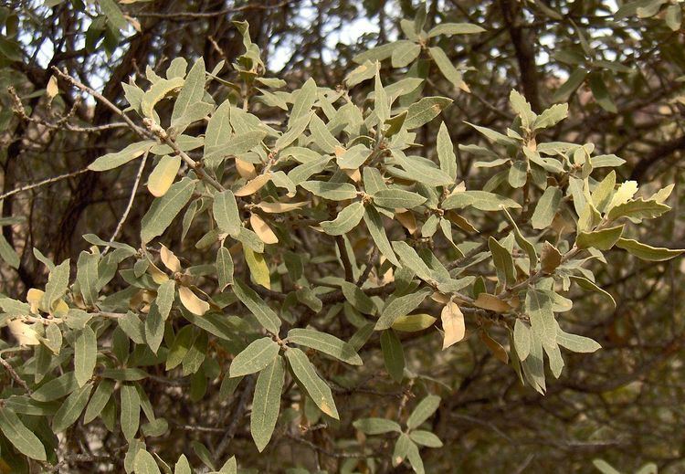 Quercus grisea Quercus grisea Wikipedia