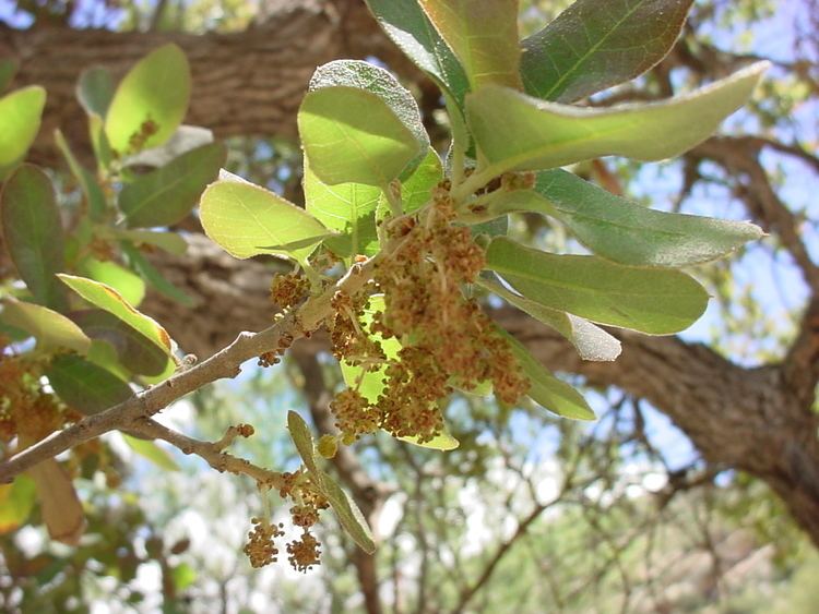 Quercus grisea Vascular Plants of the Gila Wilderness Quercus grisea