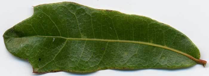 Quercus hemisphaerica Quercus hemisphaerica
