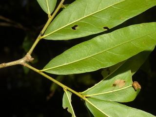Quercus hemisphaerica Quercus hemisphaerica Bartr ex Willd Discover Life
