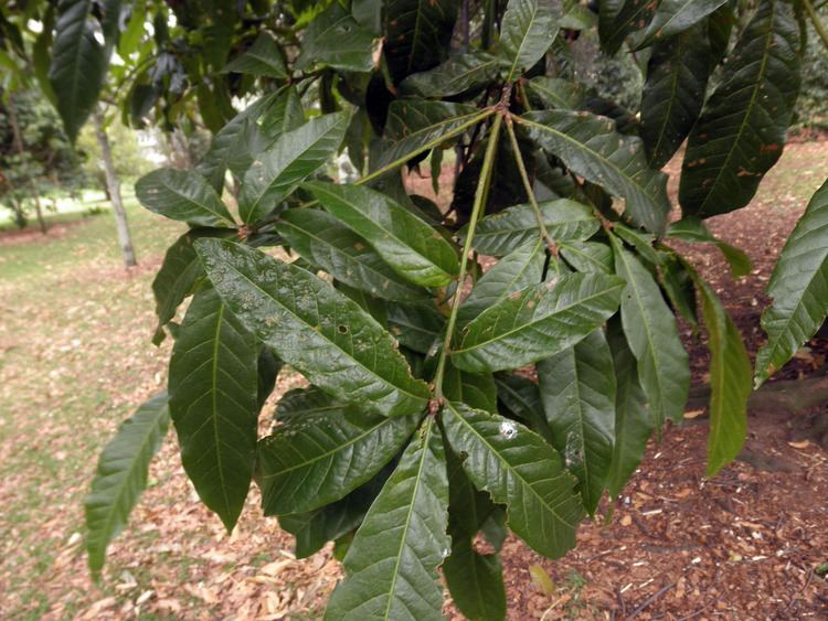 Quercus humboldtii Quercus humboldtii Fagaceae image 57905 at PhytoImagessiuedu