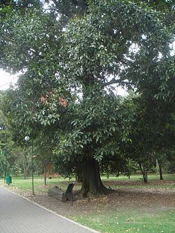 Quercus humboldtii httpsuploadwikimediaorgwikipediacommonsthu