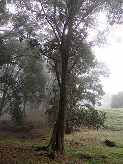 Quercus humboldtii Quercus humboldtii Wikipedia la enciclopedia libre