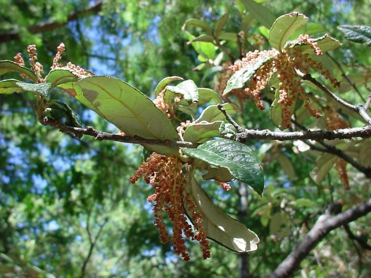Quercus hypoleucoides Vascular Plants of the Gila Wilderness Quercus hypoleucoides