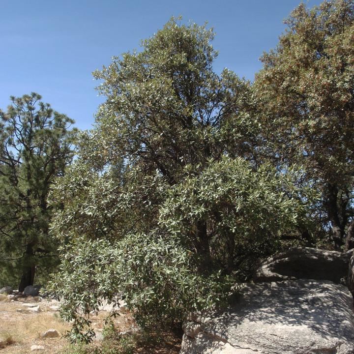 Quercus hypoleucoides hasbrouckasueduimglibseinetFagaceaeQuercush