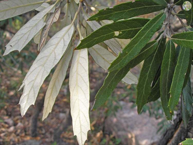 Quercus hypoleucoides Quercus hypoleucoides silverleaf oak Wild Sonora