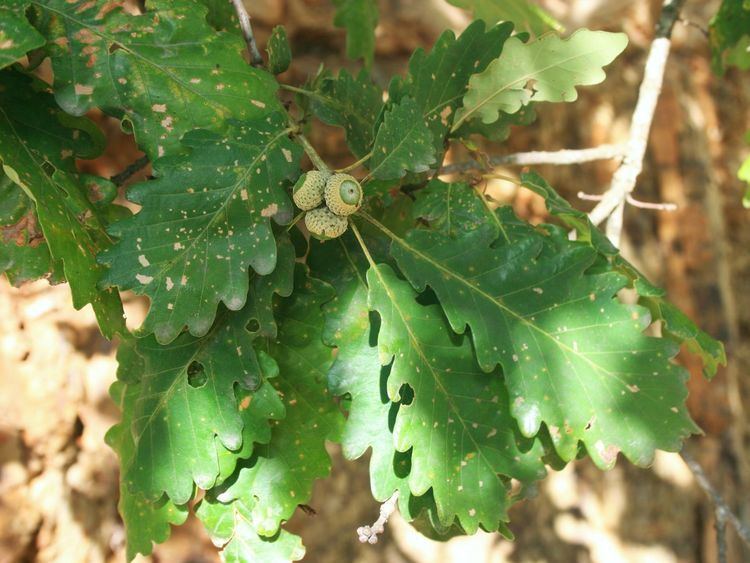 Quercus iberica FileQuercus petraea iberica 2jpg Wikimedia Commons
