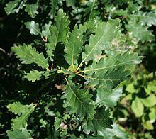 Quercus iberica httpsuploadwikimediaorgwikipediacommonsthu