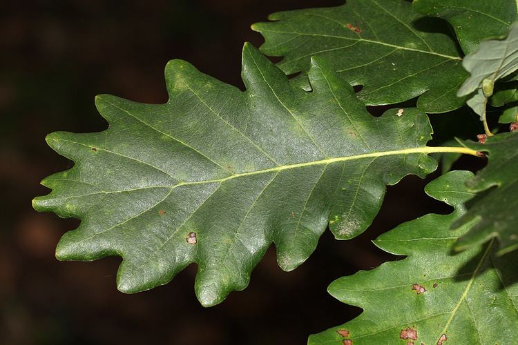Quercus iberica Portl esk flry