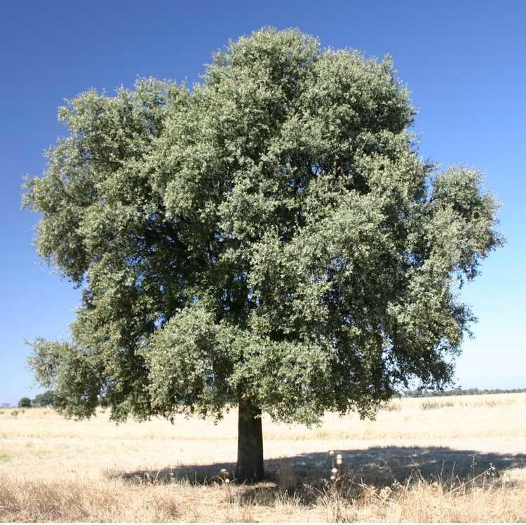 Quercus ilex httpsuploadwikimediaorgwikipediacommonsdd