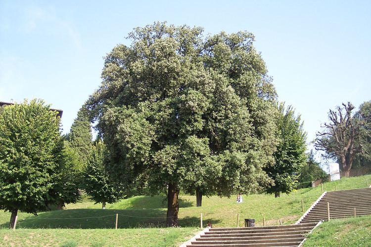 Quercus ilex Holm Oak Quercus Ilex Chew Valley Trees