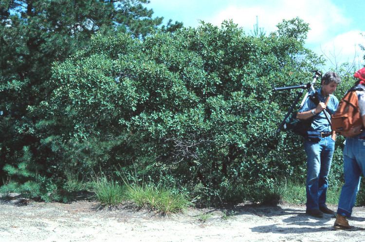 Quercus ilicifolia Quercus ilicifolia scrub oak Go Botany