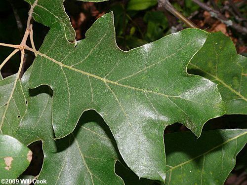 Quercus ilicifolia Oak Quercus ilicifolia