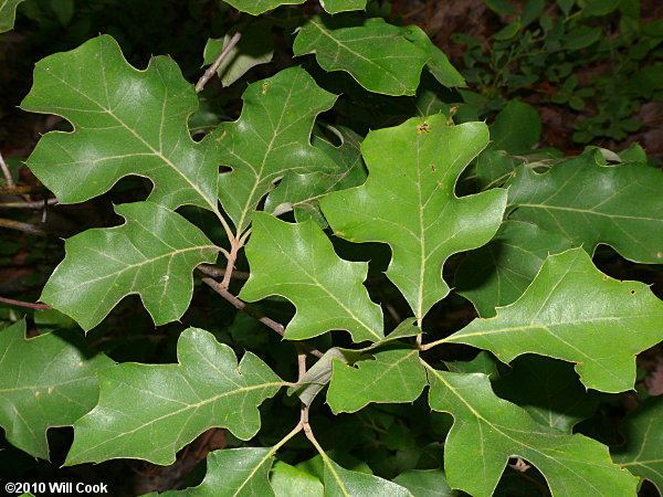 Quercus ilicifolia Oak Quercus ilicifolia