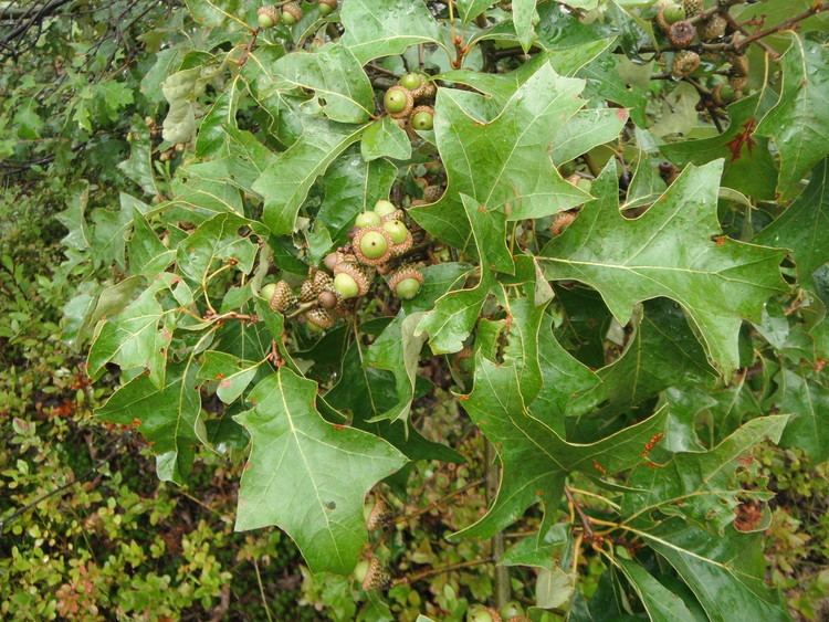 Quercus ilicifolia New York Metropolitan Flora Quercus ilicifolia Bear Oak