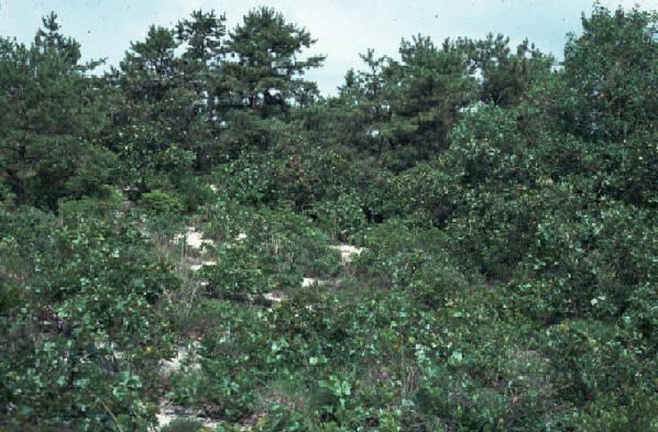 Quercus ilicifolia Quercus ilicifolia