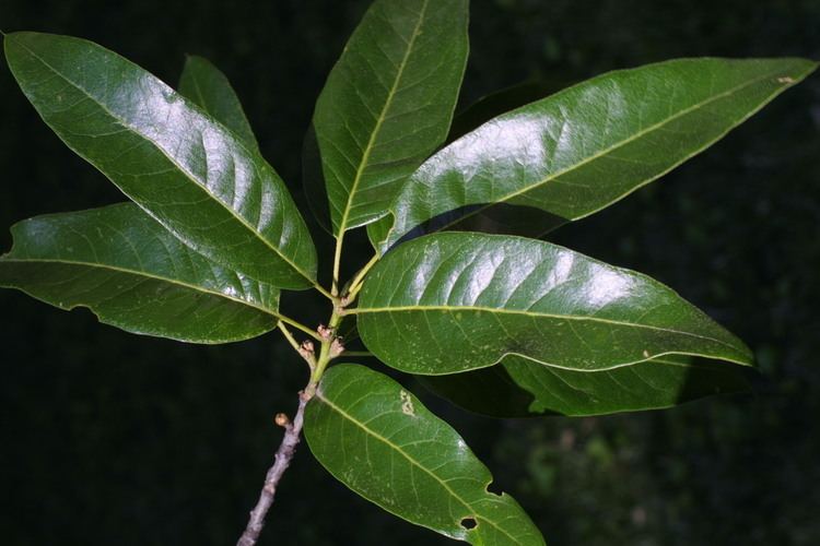 Quercus imbricaria - Alchetron, The Free Social Encyclopedia