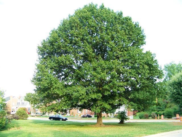 Quercus imbricaria wwwplantplacescomphotosQuercusimbricariaSma