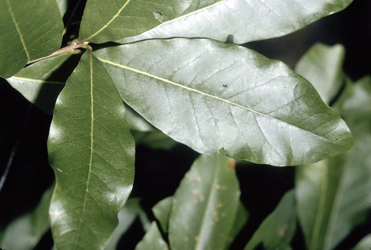 Quercus imbricaria Quercus imbricaria Wikipedia