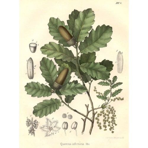 Quercus infectoria Infectoria
