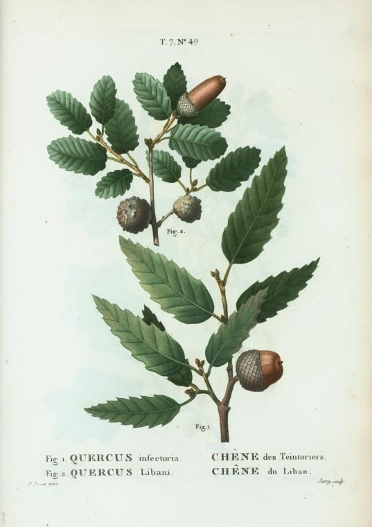 Quercus infectoria Fig 1 Quercus infectoria Chne des Teinturiers Fig 2 Quercus