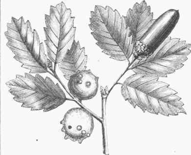 Quercus infectoria Quercus infectoria Wikipedia
