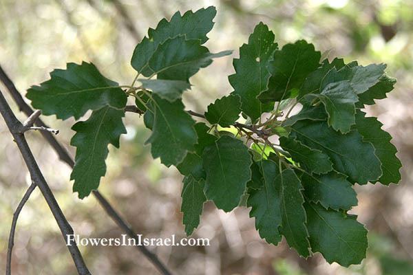 Quercus ithaburensis Quercus ithaburensis Valonia oak