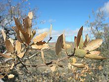Quercus john-tuckeri httpsuploadwikimediaorgwikipediacommonsthu