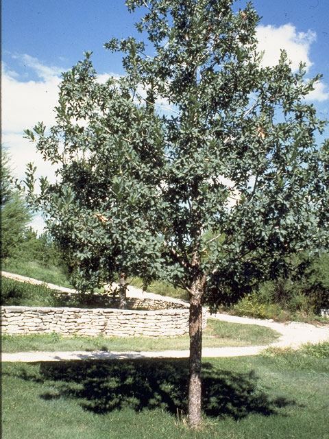Quercus laceyi Quercus laceyi Lacey oak NPIN