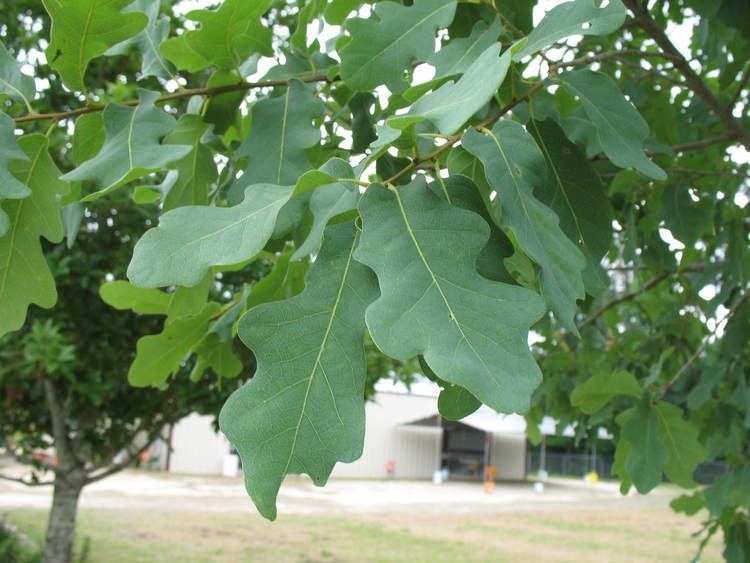 Quercus laceyi Online Plant Guide Quercus laceyi Lacey Oak