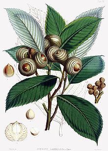 Quercus lamellosa httpsuploadwikimediaorgwikipediacommonsthu