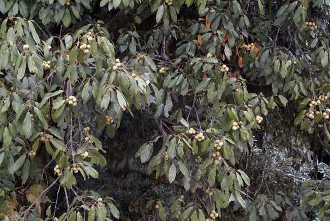 Quercus lamellosa Bhutan gt Quercus lamellosa