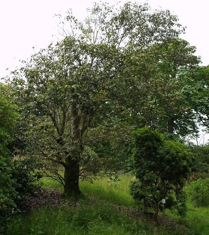 Quercus lamellosa Evergreen Oaks at Caerhays Estate International Oak Society