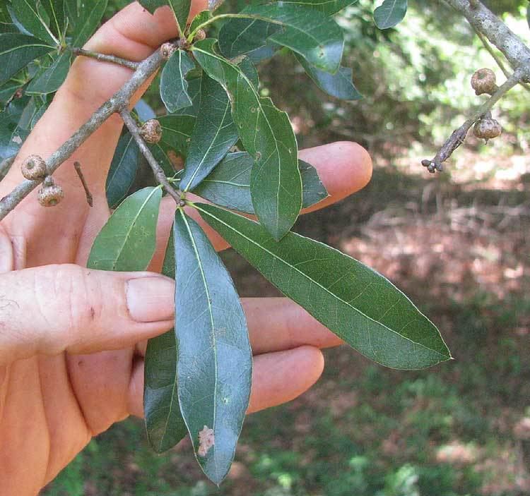 Quercus laurifolia Laurel Oak QUERCUS LAURIFOLIA