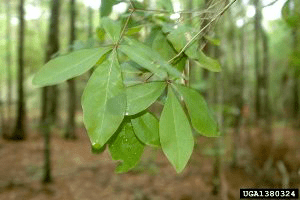 Quercus laurifolia Quercus laurifolia USA National Phenology Network