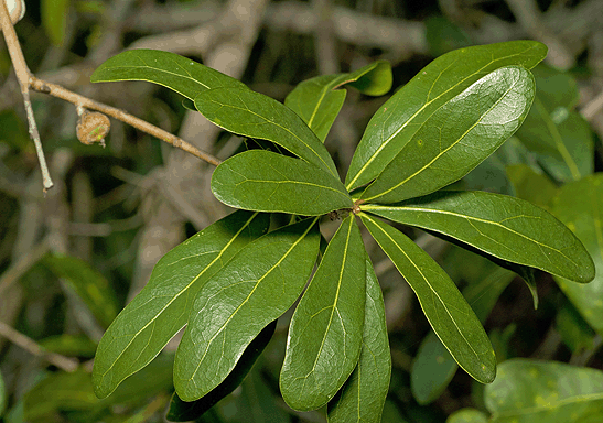 Quercus laurifolia Tortoise Preserve