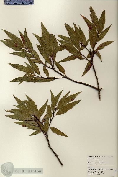 Quercus laurina unibiounammxirekanibitstream123456789206661