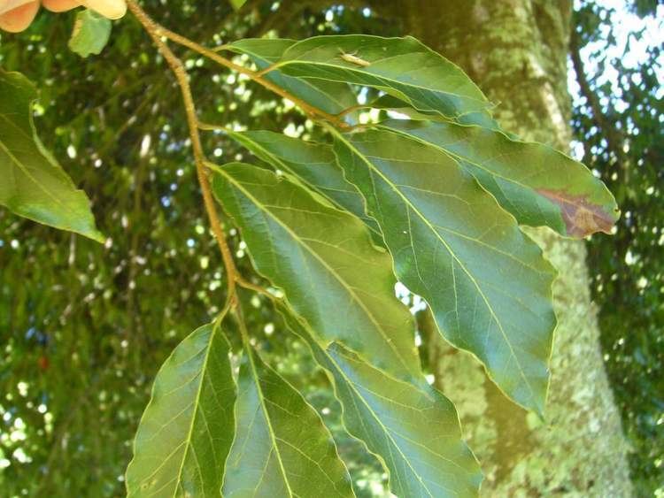 Quercus laurina Quercus laurina Hackfalls Arboretum Tiniroto Gisborne NZ