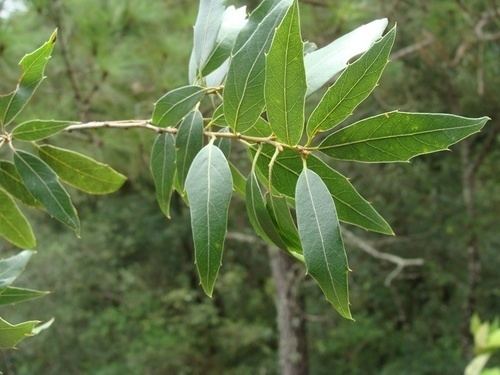 Quercus laurina Quercus laurina iNaturalistorg