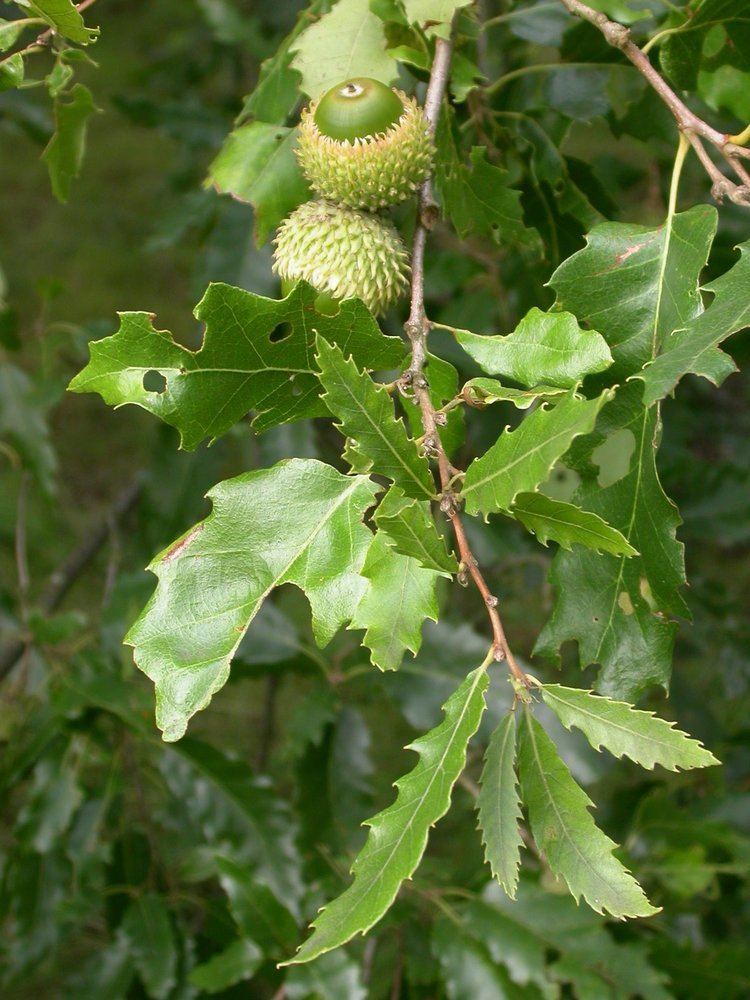 Quercus libani Quercus libani Wikiwand