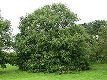 Quercus libani httpsuploadwikimediaorgwikipediacommonsthu