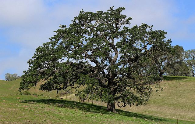 Quercus lobata The Majestic Valley Oak Quercus Lobata Cartas