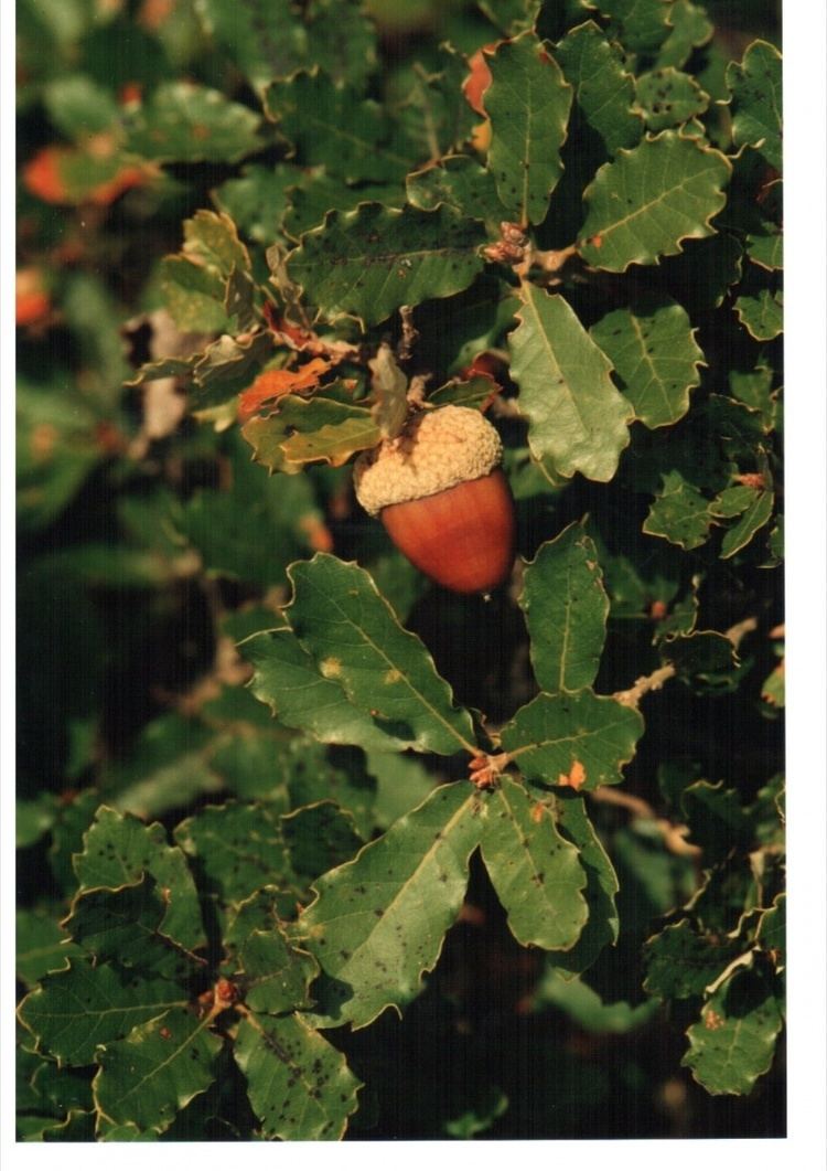 Quercus lusitanica Flora Vascular Toda la informacin detallada sobre la Flora