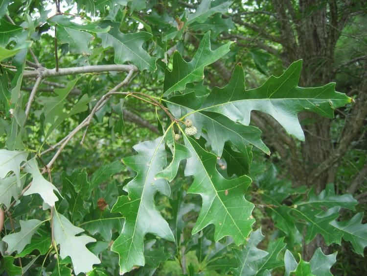 Quercus lyrata - Alchetron, The Free Social Encyclopedia