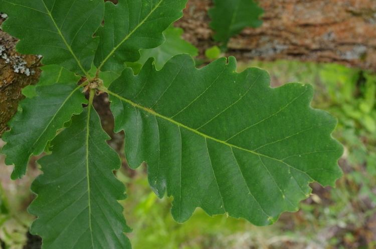 Quercus macranthera FileQuercus macranthera BG 20120528 03jpg Wikimedia Commons