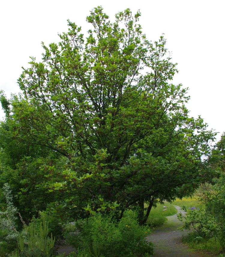 Quercus macranthera FileQuercus macranthera BG 20120528 04jpg Wikimedia Commons