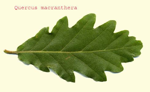 Quercus macranthera Quercus macranthera